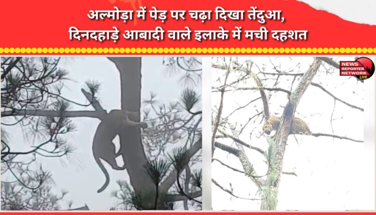 Leopard spotted up a tree in Almora; panic grips inhabited area in broad daylight.