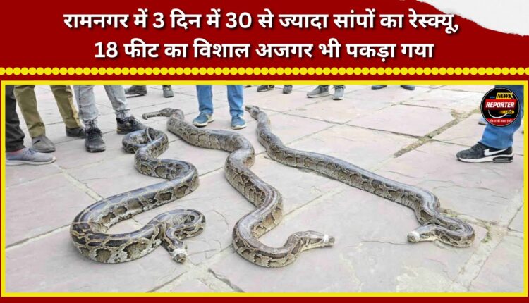 Over 30 snakes rescued in Ramnagar in three days; a massive 18-foot python was also captured.
