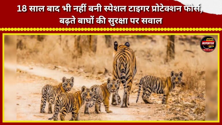 Special Tiger Protection Force not formed even after 18 years; questions raised over the safety of the growing tiger population.