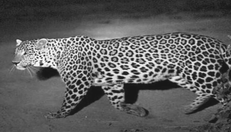 The 11-year-old leopard responsible for the attack will not return to the wild; it will be cared for at a rescue center.