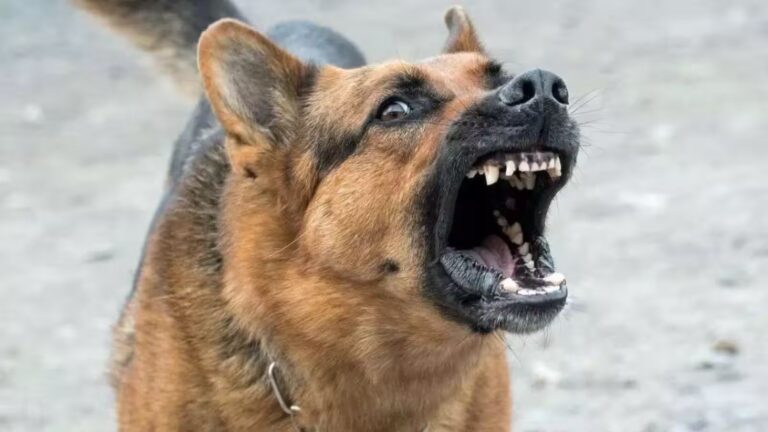 Rabid dog terror in Badshahpur village; 10 people attacked in three days.