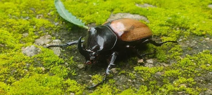 Rare five-horned beetle found for the first time in Champawat; a significant discovery for biodiversity.