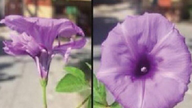 Two rare flower species found in Doon Valley