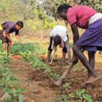 Standoff between farmers and the Forest Department over land in the Terai; anger mounts following action taken against crops.