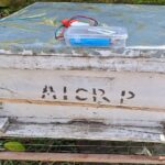 Pantnagar University has developed a 'wasp guard' to protect honeybees from wasps.
