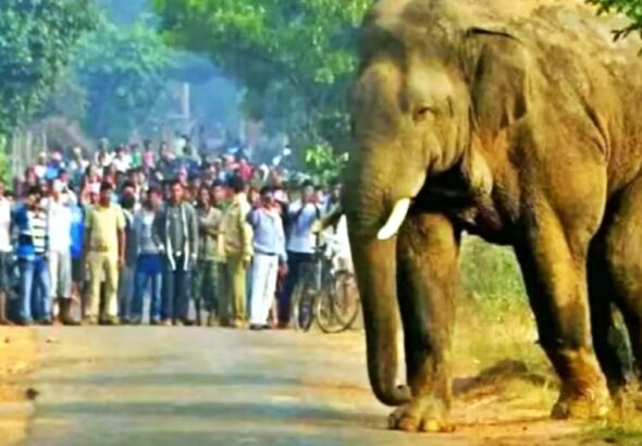 Villager killed in elephant attack in Doiwala; panic and outrage in the village.