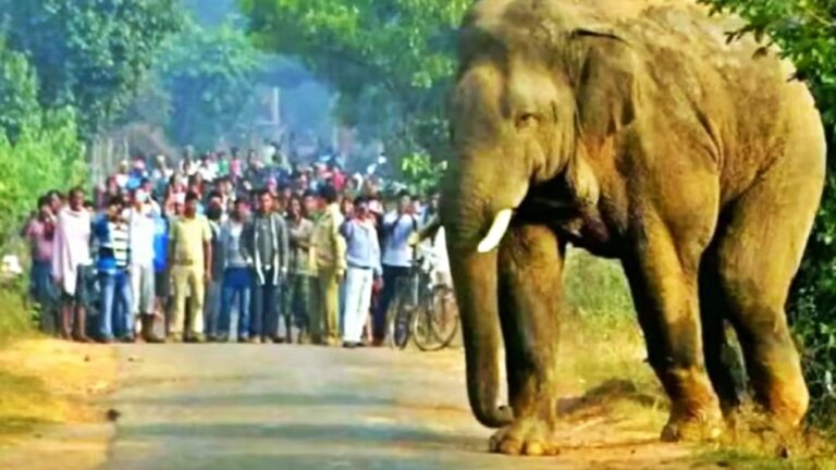 Villager killed in elephant attack in Doiwala; panic and outrage in the village.