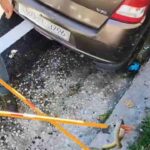 A snake entered a car in New Tehri; the Forest Department rescued and removed it.