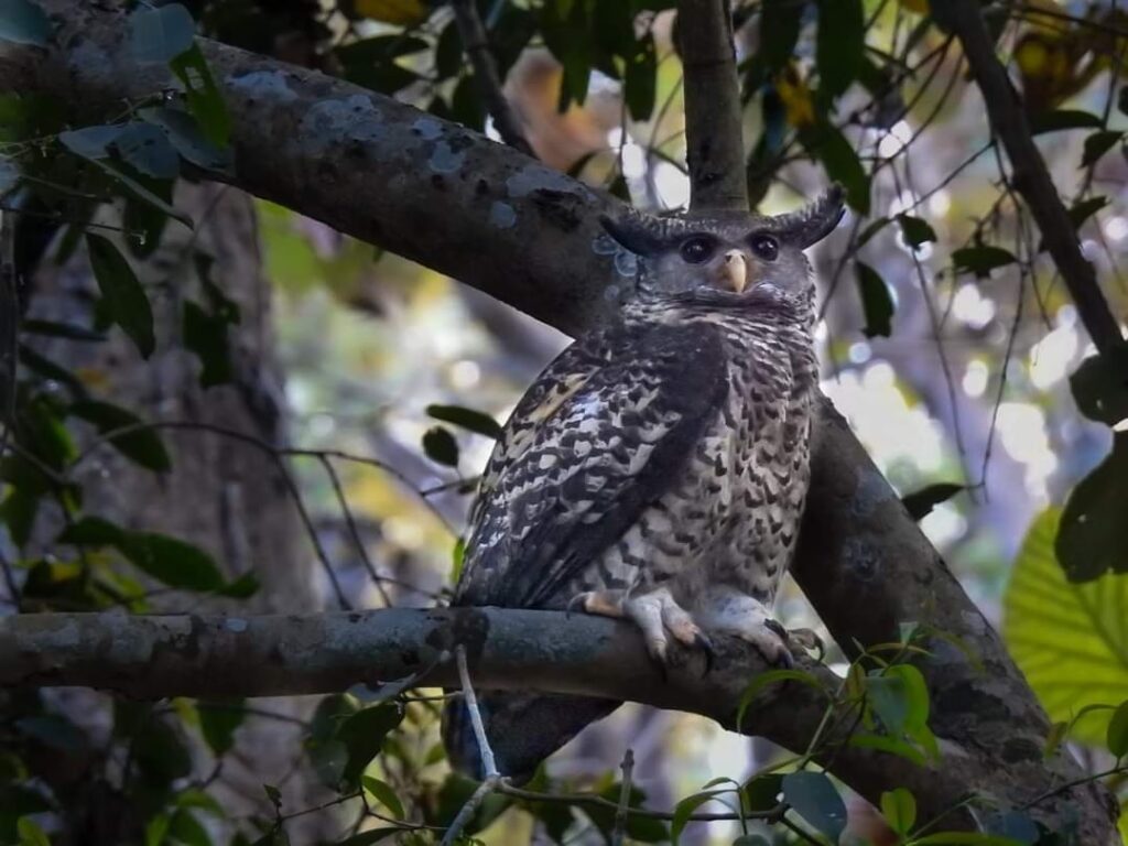 Alert issued regarding the protection of owls and other wildlife ahead of Diwali; Forest Department has stepped up surveillance.