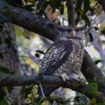 Alert issued regarding the protection of owls and other wildlife ahead of Diwali; Forest Department has stepped up surveillance.