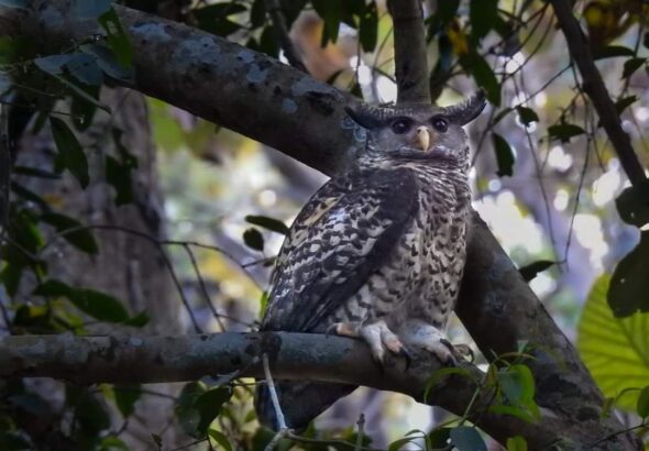 Alert issued regarding the protection of owls and other wildlife ahead of Diwali; Forest Department has stepped up surveillance.