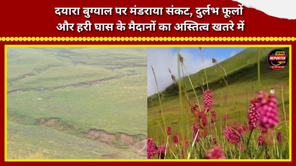 Crisis looms over Dayara Bugyal; the existence of rare flowers and lush grassy meadows is at risk.