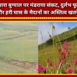 Crisis looms over Dayara Bugyal; the existence of rare flowers and lush grassy meadows is at risk.