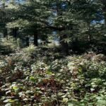 'Kalabansa' is spreading rapidly in the forests of Champawat, posing an increasing threat to local vegetation, including oak and rhododendron.