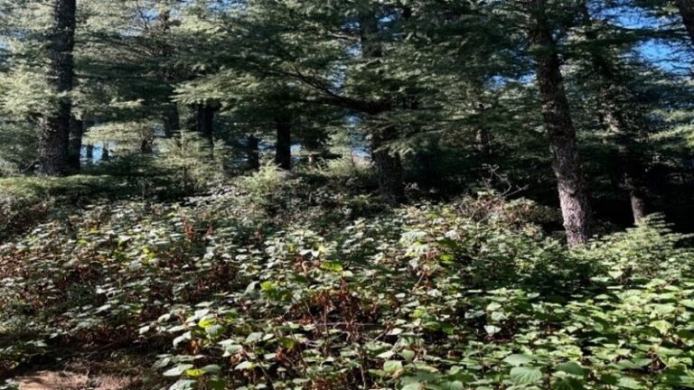 'Kalabansa' is spreading rapidly in the forests of Champawat, posing an increasing threat to local vegetation, including oak and rhododendron.