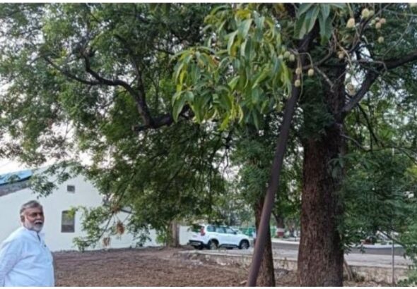 Neem cultivation to become a new source of income for farmers; FRI develops a new technique—one tree can yield 30 saplings.