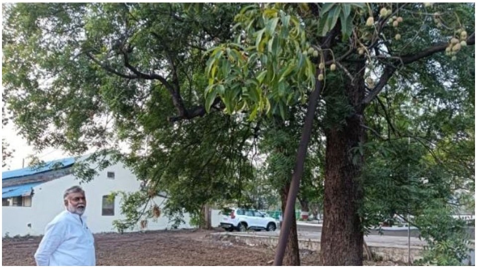 Neem cultivation to become a new source of income for farmers; FRI develops a new technique—one tree can yield 30 saplings.