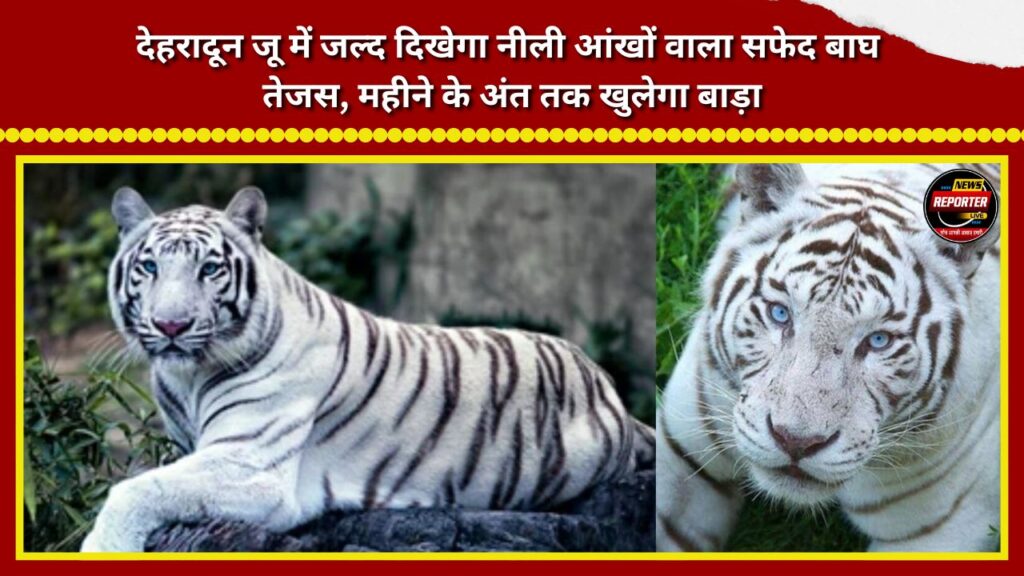 Tejas, the blue-eyed white tiger, will soon be on display at Dehradun Zoo; the enclosure is set to open by the end of the month.