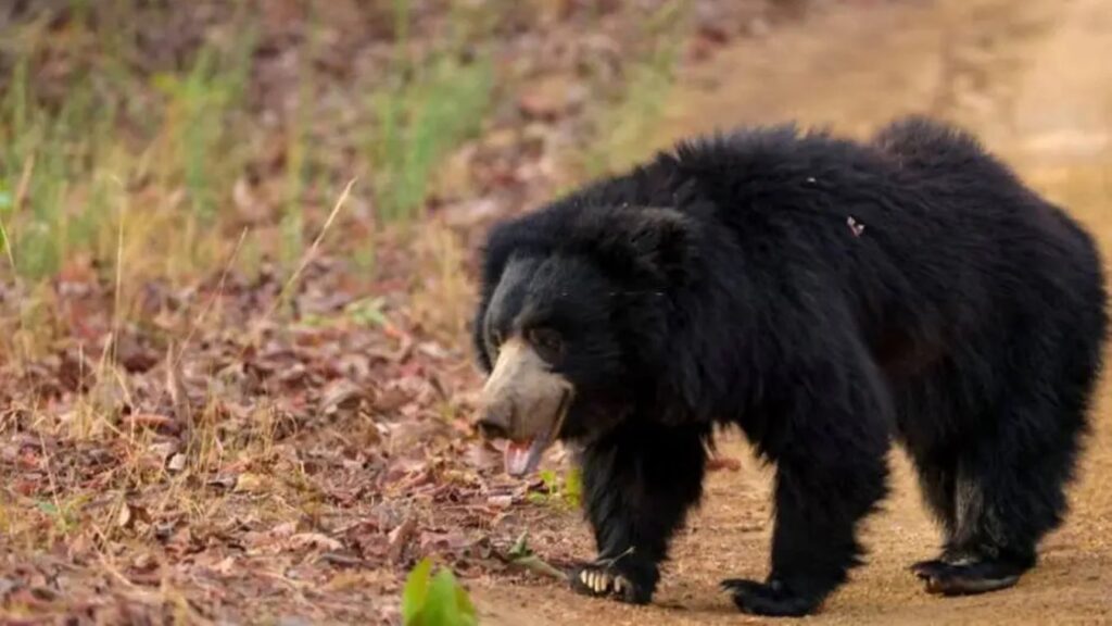 Woman injured in bear attack dies; protest announced in Khalyudanda market.